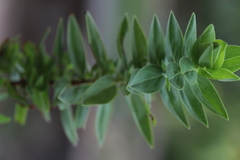 Hypericum mysurense
